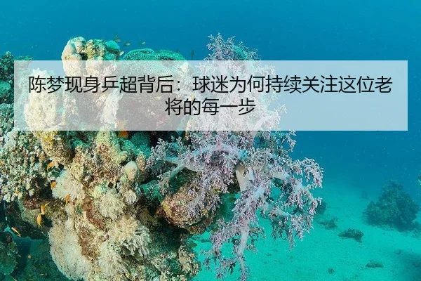 陈梦现身乒超背后：球迷为何持续关注这位老将的每一步